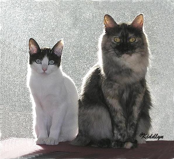 Kiddlyn Kattery is the home of long and shorthaired Japanese Bobtail ...